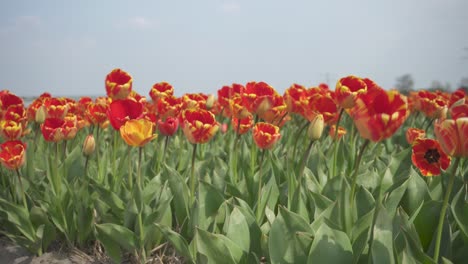 Viento-Que-Sopla-En-El-Campo-De-Tulipanes