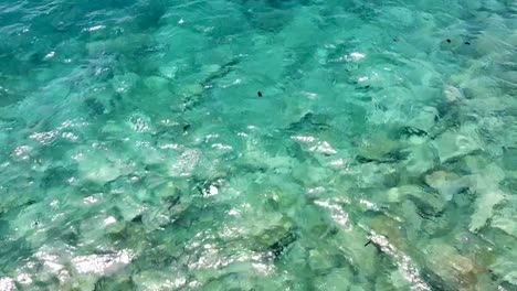 A-shoal-of-black-trigger-fish-swimming-and-feeding-in-choppy,-crystal-clear-water-of-beautiful-turquoise-ocean,-aerial-drone-view-from-above