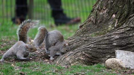 Zwei-Eichhörnchen-Kämpfen-Und-Spielen-Im-New-Yorker-Central-Park
