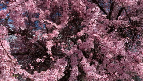 Flor-De-Cerezo,-Sakura-En-Hungría