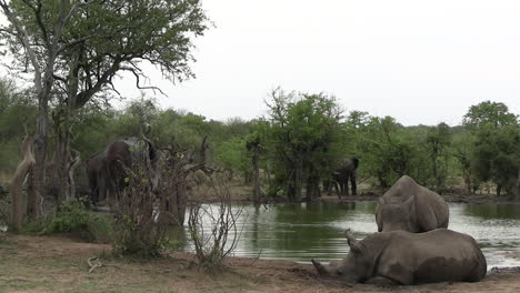Elefantes-Y-Rinocerontes-Junto-Al-Estanque,-Lugar-De-Riego-En-La-Sabana-Africana