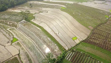Luftbild-Von-Wässrigen-Reisfeldern-Und-Bauern