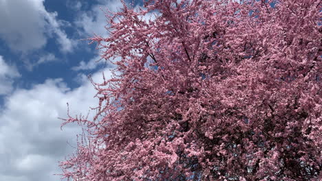 Frühlingsrosa-Kirschblüten-Mit-Blauem-Himmel-In-Ungarn