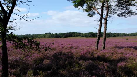 Schöne-Blühende-Heidefelder-An-Einem-Sonnigen-Tag-Im-Nationalpark-Veluwe,-Niederlande