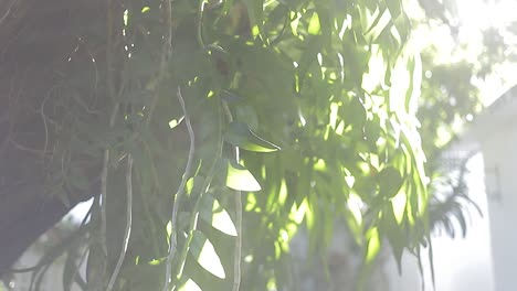 Tropische-Grüne-Palmblätter-Verschwommen-Mit-Sonnenlicht,-Abstrakter-Natürlicher-Hintergrund-Mit-Bokeh