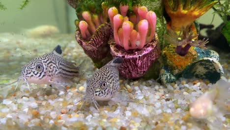 Two-very-beautiful-catfish-Three-Stripe-Cory-Corydorastrilineatus-or-False-Julii-corydoras-in-a-tropical-fresh-water-aquarium-fish-tank,-close-up
