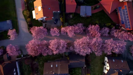 Allee-Mit-Blühenden-Rosa-Kirschen-Und-Sakura-Bäumen-Zwischen-Familienhäusern-Und-Immobilien-In-Der-Stadt,-Die-Den-Strahlen-Der-Untergehenden-Sonne-Ausgesetzt-Ist