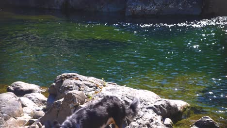 Dog-laying-on-rocks-in-front-of-a-waterfall---Vancouver-Island,-British-Columbia,-Canada