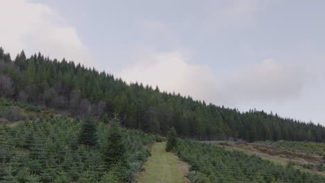 Plantación-De-árboles-De-Navidad-En-La-Ladera-De-Una-Colina-En-Un-Valle