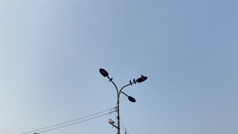 Four-black-crows-perched-on-a-lamppost-with-a-clear-blue-sky-in-the-background
