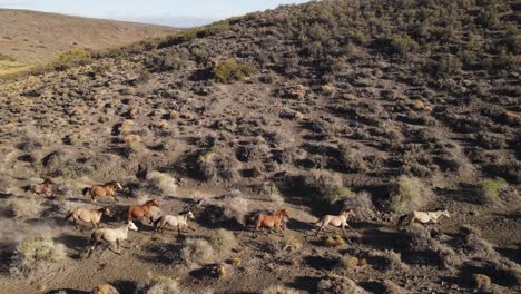 perfect-and-immaculate-drone-tracking-of-a-group-of-wild-horses-running-up-a-mountain-at-sunset