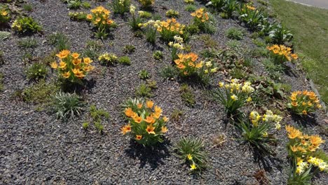 Ein-Blumenbeet-Mit-Gelb-Blühenden-Blumen-Im-Olmützer-Park-In-Der-Tschechischen-Republik