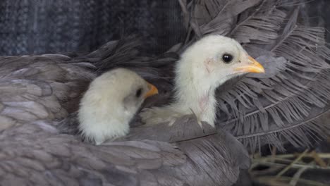 Cute-baby-chicks-pecking-under-their-Mother's-wing
