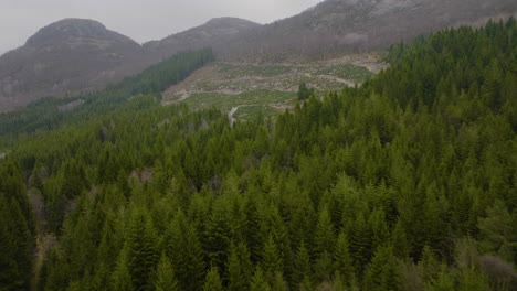 Christmas-tree-plantation-on-the-side-of-a-mountain-inbetween-large-spruce-trees-4K-aerial-drone-fly-over