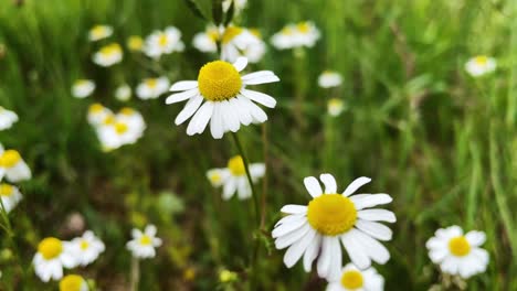 Nature-close-up-of-yellow-white-chamomile-flowers-on-the-edge-of-a-green-field-blowing-in-the-wind
