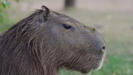 Close-shot-of-a-capybara's-head-as-it-moves-its-face-to-deter-irritating-flies