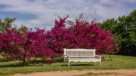 árboles-De-Lila-Roja-Monge-En-Flor-Detrás-De-Un-Banco-Vacío-En-El-Parque-En-Primavera