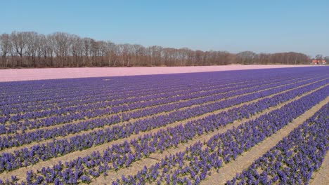 Field-With-Hyacinth-Flowers-In-The-Netherlands---aerial-drone-shot