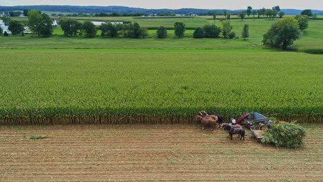 Eine-Drohnen-Seitenansicht-Von-Amish,-Die-Ihren-Mais-Ernten,-Anhalten,-Um-Die-Maschine-Zu-Reparieren,-Mit-Sechs-Pferden-Und-Drei-Männern,-Wie-Es-Vor-Jahren-An-Einem-Sonnigen-Herbsttag-Getan-Wurde