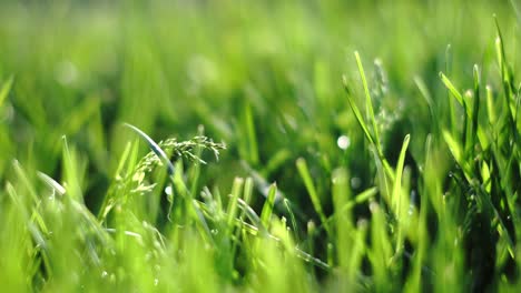 Green-grass-close-up-after-morning-dew,-static-shot-with-selective-focus-texture