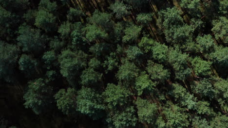Aerial-top-down-shot-of-a-pine-tree-forest