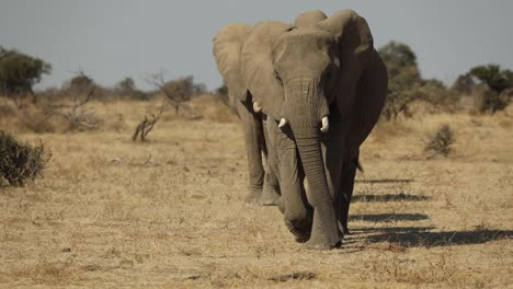 Wide-shot-of-an-elephant-herd-approaching-in-single-file,-Mashatu-Botswana