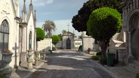 Beautiful-Trees-Growing-in-Cemetery-of-Agramonte