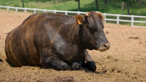 Hanwoo-Cattle-Lying-on-the-Ground-At-Farmland-Daytime