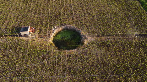 Aerial-top-down-shot-of-worker-on-vineyard-field-spraying-Fertilizers-during-sunlight---Vietnam,Asia---Man-spraying-toxic-pesticides,-pesticide,-insecticides-on-field