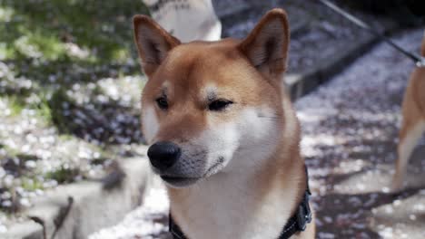 Shiba-Inu-dog,-cute-close-up-shot-outdoors