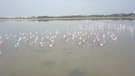 Aerial-Low-Shot-Of-Flamingos-Flock-Together-In-Salt-Lake,-Larnaca-City,-Cyprus