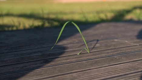 Single-powerful-grass-stem-growing-over-wooden-floor-of-household-terrace