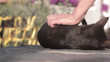 Slow-motion,-close-up-of-person's-hand-scratching-black-cat's-black-fur-outdoors