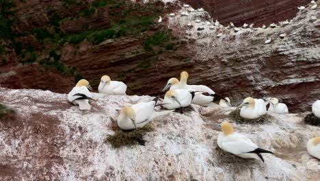 Slow-motion-shot-of-young-gannet-seabirds-resting-on-rock-on-german-island-named-Helgoland