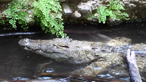 Mysteriöses-Krokodil,-Das-Sich-An-Sonnigen-Tagen-Im-Zoo-Rückwärts-Im-Wasser-Bewegt,-Nahaufnahme
