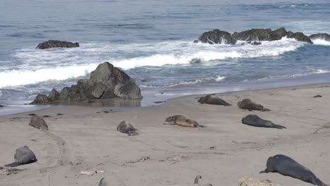 Elephant-Seal-Pups-Molting-in-Piedras-Blancas-Rookery