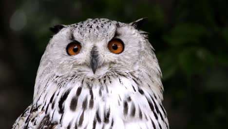 Close-up-portrait-of-Snowy-owl-rotating-his-head,-also-know-as-artic-owl,-polar-owl-or-white-owl