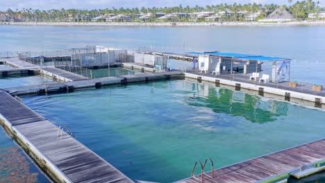 Dolphin-Pool-Island-Park,-Der-Auf-Meerwasser-Schwimmt,-Und-Ein-Mann,-Der-Bei-Der-Arbeit-Steht,-Punta-Cana-In-Der-Dominikanischen-Republik