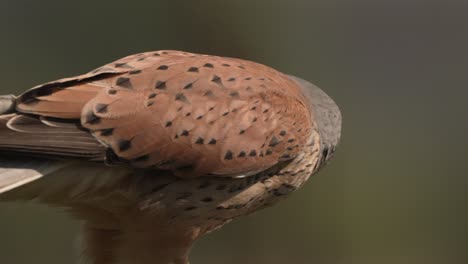 Male-Common-Kestrel-falcon-tearing-off-piece-of-red-meat-from-prey