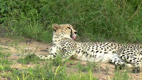 A-smooth-steady-handheld-shot-of-a-cheetah-relaxing-and-recovering-on-a-hot-summers-day,-she-is-startled-and-spings-up-onto-those-strong-powerful-legs