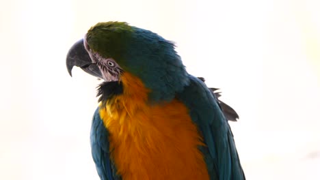 Close-Up-Of-Blue-And-Yellow-Macaw-Parrot-In-Nature-against-bright-Sky---Slow-Motion