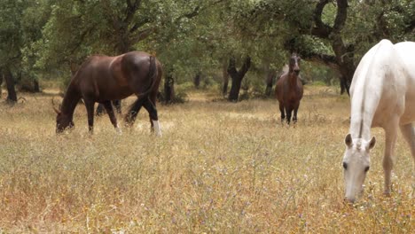 Peaceful-scene-of-Ranch-Horses-herding-on-Ribatejo-field,-Portugal