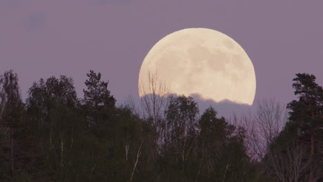 Luna-Llena,-Crepúsculo---La-Luna-Llena-Se-Eleva-Sobre-Un-Bosque,-Suecia