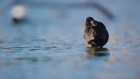 Eurasian-Coot-pruning-its-feathers-while-standing-in-shallow-waters