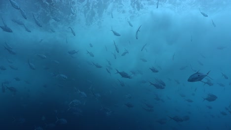 Shoal-of-Trevally-swimming-below-water-surface-with-big-waves-above