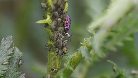 Ladybug-larva-hunts-aphid.-Macro