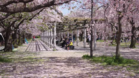 Rosa-Sakura-Kirschblütenblätter,-Die-Im-Frühling-über-Den-Schlosspark-Von-Osaka-Fallen