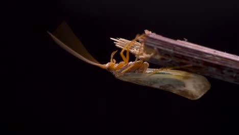 Caddisfly-Upside-Down-On-The-Edge-Of-A-Wooden-Stick