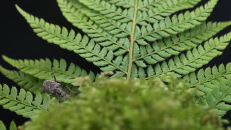 Tropical-Rainforest-With-Two-banded-Longhorn-Beetle---Rhagium-Bifasciatum