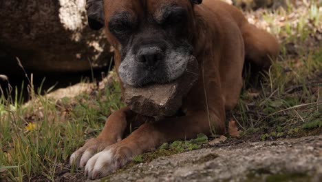Boxer-dog-breed-lying-down-on-grass-and-holding-a-rock-in-his-mouth-while-looking-at-camera
